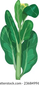 Yu Choy Sum. Asian Vegetable Illustration Vector.