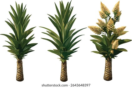 Yucca aloifolia with aloe yucca and dagger plant, Spanish bayonet set, isolated cutout tree, vector illustration, desert garden, succulent species, drought resistant shrub, botanical design.