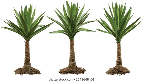 Planta adaga de aloifolia de Yucca, baioneta espanhola, conjunto de aloé yucca, tamanho médio e pequeno, recorte isolado, ilustração vetorial, plantas do deserto, tolerante à seca, flora tropical.