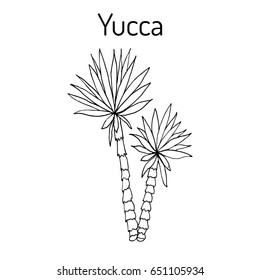 Yucca Gloriosa, Medicinal Plant. Hand Drawn Botanical Vector Illustration