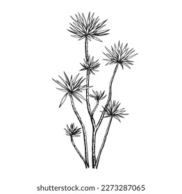 Yucca. Hand drawn black and white tropical plant. Vector illustration. Tree in realistic style. Foliage design. Botanical element isolated on a white background.