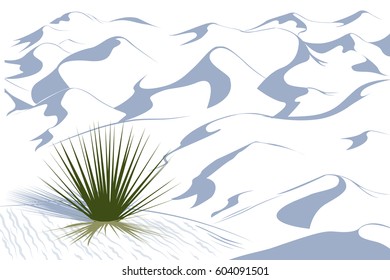 Yucca plant in a dessert