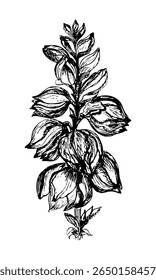Yucca Plant Line Arte Vetor Botânico Design. Vintage ilustração botânica preto e branco de uma planta yucca jardim com folhas detalhadas e botões de flores em estilo de tinta desenhada à mão
