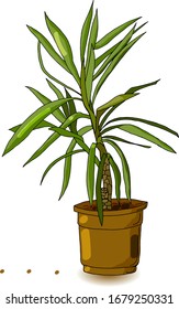 Yucca potted houseplant flowers isolated on white