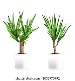 Yucca tree in a pots. Hand drawn vector illustration on white background. Element of home decor. The symbol of growth and ecology. Vector illustration. Eps 10