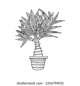 Yucca, treelike evergreen. Vector illustration palm tree in a pot, sketch. Asparagus family.