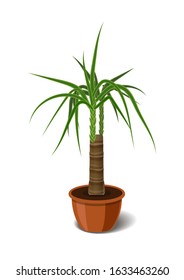 Yucca tropical plant in brown pot. Element of home or office decor. Vector illustration isolated on white background