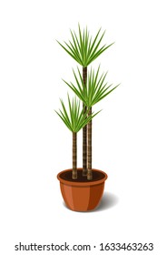 Yucca tropical plant in brown pot. Element of home or office decor. Vector illustration isolated on white background