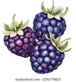 Yumberry fruit watercolor clipart illustration