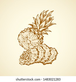 Yummy sappy pinapple comosus fruitful isolated on white backdrop. Freehand outline black ink hand drawn picture logo sketchy in retro art scribble style pen on paper. Closeup view with space for text