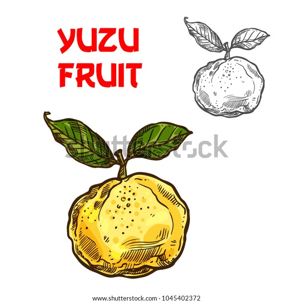 8 AĞUSTOS 2021 CUMHURİYET PAZAR BULMACASI SAYI : 1845 Yuzu-citrus-fruit-sketch-icon-600w-1045402372