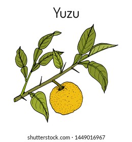 Yuzu (Citrus junos), citrus fruit. Hand drawn botanical vector illustration