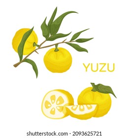 Yuzu. Citrus junos. Citrus fruit and plant in the family Rutaceae of East Asian origin. Editable vector illustration isolated on a white background. Superfoods collection