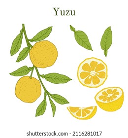 Yuzu (Citrus junos), japanese edible citrus fruit. Hand drawn botanical vector illustration