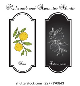 Yuzu (Citrus junos), japanese edible citrus fruit. Hand drawn botanical vector illustration