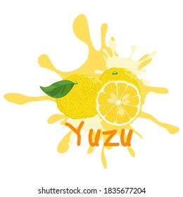 Yuzu fruit burst, Yuzu fruit on white background. Vector illustration