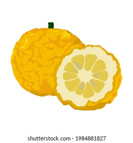 Yuzu fruit and half on white background. Vector illustration.
