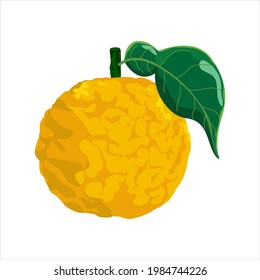Yuzu fruit and leaf on white background. Vector illustration.