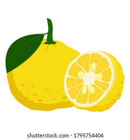 Yuzu fruit leaf and slice on white background. Vector illustration