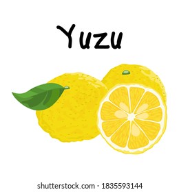 Yuzu fruit on white background. Vector illustration