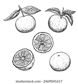 Yuzu fruits in engraving style. Set of black and white design elements, vector illustration.
