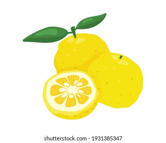 Yuzu japanese citron fruit vector illustration isolated on white background. Full and half citrus yuzu fresh fruit with green leaves composition.