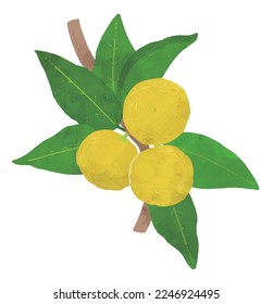 yuzu on white background. Set of vector illustration.
