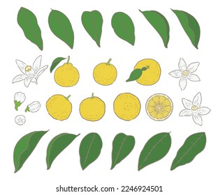 yuzu sobre fondo blanco. Conjunto de ilustraciones vectoriales.