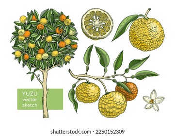 Yuzu set with decorative tree, branch, fruit, leaves, and flowers in engraving style. Exotic plant illustrations collection in color. Citrus tree botanical drawing. Vegetarian food sketches