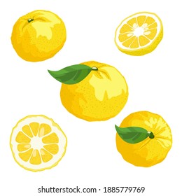 Yuzu, Set Of Yuzu Half, Slice, Leaf And Flower, Yuzu Fruit On White Background. Vector Illustration