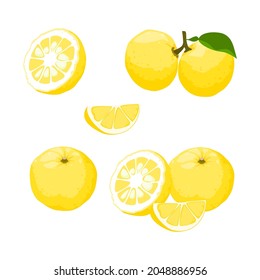 Yuzu, Set Of Yuzu Slice, Half, Cut And Leaf Isolated On White Background, Yuzu Vector Illustration.