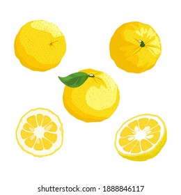Yuzu slice, half cut yuzu and front view of cut ripe yuzu on white background. Set of vector illustration.