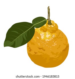 Yuzu Vector stock illustration. Citrone. Yellow sour citron fruit ripe with leaves. Lemon, lime, Mandarin, orange, citrus fruit and watercolor greens. Isolated on white background.