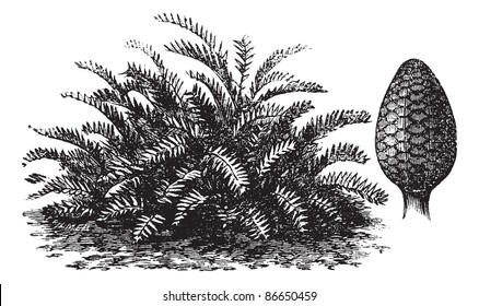 Zamia integrifolia or Coontie or Florida arrowroot or Wild sago, vintage engraving. Old engraved illustration of Zamia integrifolia and its fruit. Trousset encyclopedia (1886 - 1891).