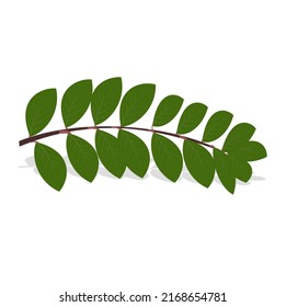 Zamioculcas, leaf, monotypic plant genus, vector drawing, illustration.