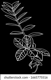 
Zamioculcas ornamental plant illustration images 02