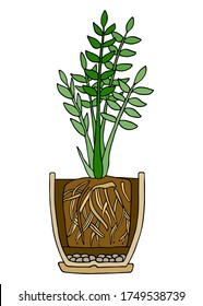 Zamioculcas plant in pot. Hand drawn cutaway colored scheme vector illustration. Plant with roots in flower pot with drainage and potting soil