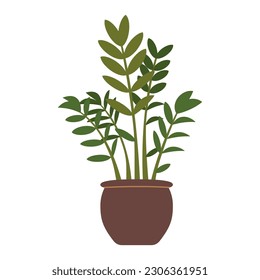 Zamioculcas zamiifolia, potted house plant, cartoon style. Trendy modern vector illustration isolated on white background, hand drawn, flat design.