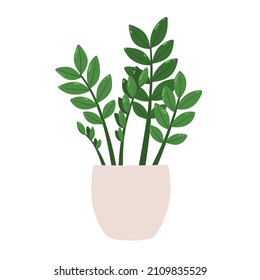 Zamioculcas zamiifolia. Vector illustration of a houseplant in a pot. Isolated on white background.