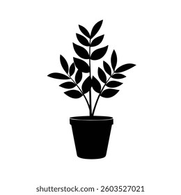 Zamioculcas zamiifolia or zz plant in flower pot silhouette
