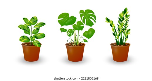 Zamiokulkas Dollar Tree, Ficus and Monstera plant in pot isolated on white background. Decorative plant for home interior or office. Room flower. Vector illustration.