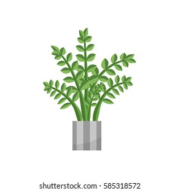Zamiya. House plant realistic icon for interior decoration . Green plant in flowerpot. Vector illustration isolated on white background