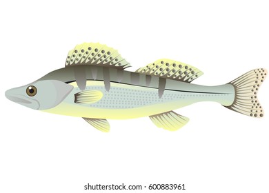 Zander fish cartoon vector illustration