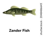 Zander fish, flat icon of sander lucioperca