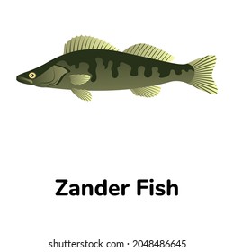 Zander fish, flat icon of sander lucioperca