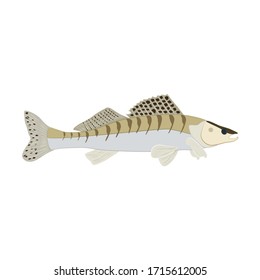 Zander fish illustration on the white background. Vector illustration