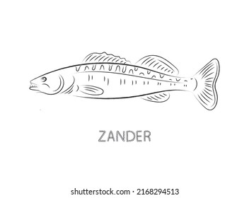 Zander Fish Isolated Vector Illustration