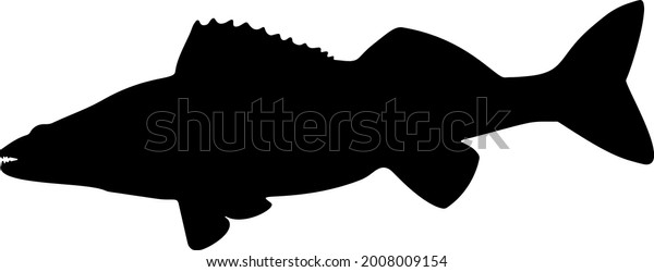 Zander Fish Sharp Teeth Vector Image Stock Vector (Royalty Free ...