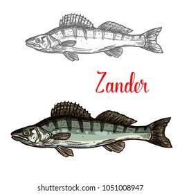 Zander fish sketch icon. Vector isolated symbol of zander fish freshwater species of perch for seafood restaurant or fish food and fishing market or zoology design template