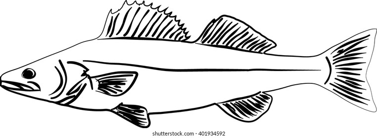 Zander fish vector and illustration.